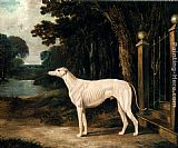 Vandeau, A White Greyhound by John Frederick Herring Snr
